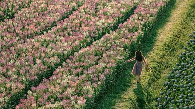 Hình ảnh đẹp tại F cánh đồng hoa Đà Lạt