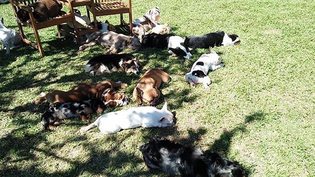 Trại chó Husky - Puppy Farm Đà Lạt