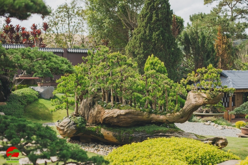 Vườn bonsai lá kim tuyệt đẹp - lớn nhất tại đất nước Việt Nam