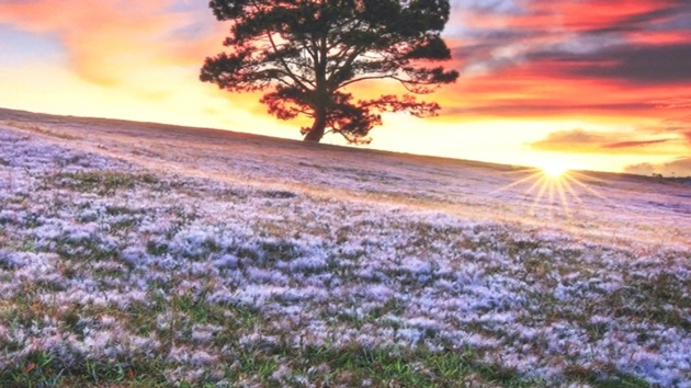 Đồi cỏ hồng, cỏ tuyết ở Đà Lạt xuất hiện vào tháng 11 hàng năm