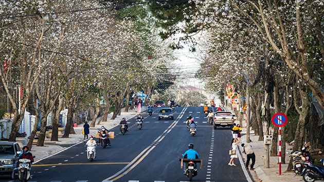 Hoa Ban Trắng - Những bông hoa tuyết tràn ngập phố phường Đà Lạt
