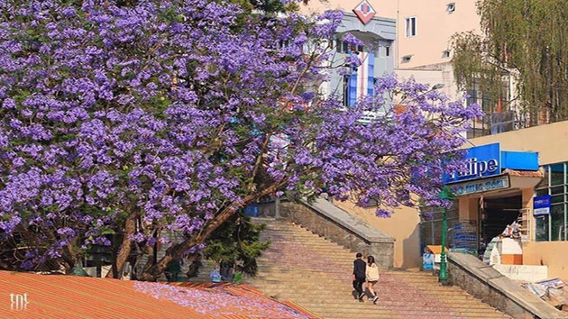 Hoa Phượng Tím - Loài hoa báo hiệu một mùa hè sôi động tại Đà Lạt