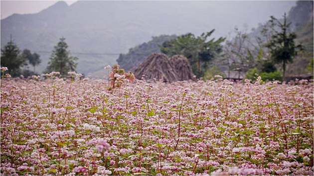 Hoa Tam Giác Mạch - Địa điểm "sống ảo" thơ mộng nhất tại Đà Lạt