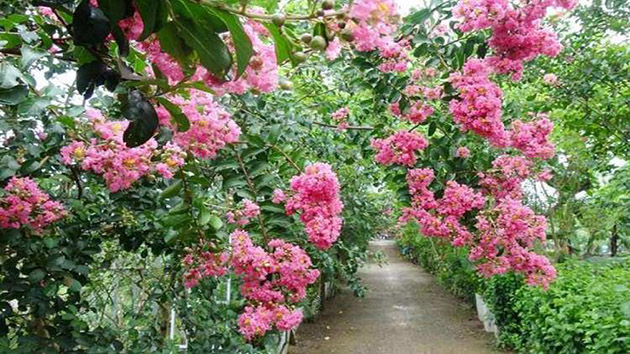 Hoa Tường Vi - Loài hoa mang nhiều ý nghĩa về tình yêu