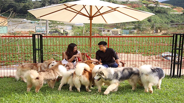 Nông trại cún Puppy Farm Đà Lạt - Nơi "sống ảo" cùng PET siêu dễ thương