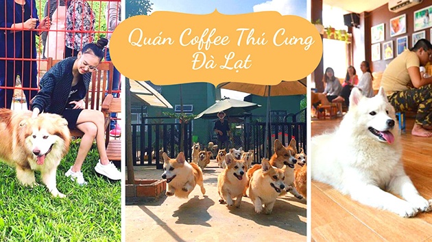 TOP những quán coffee thú cưng Đà Lạt - 