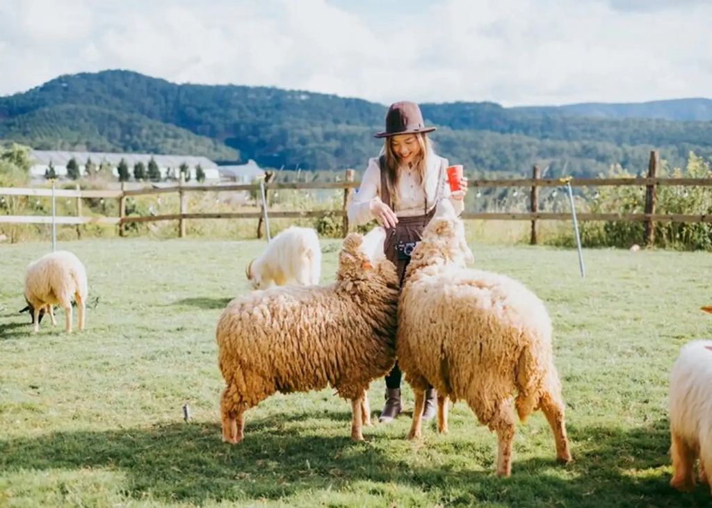 Chụp hình cùng các bé cừu ở Chika Farm