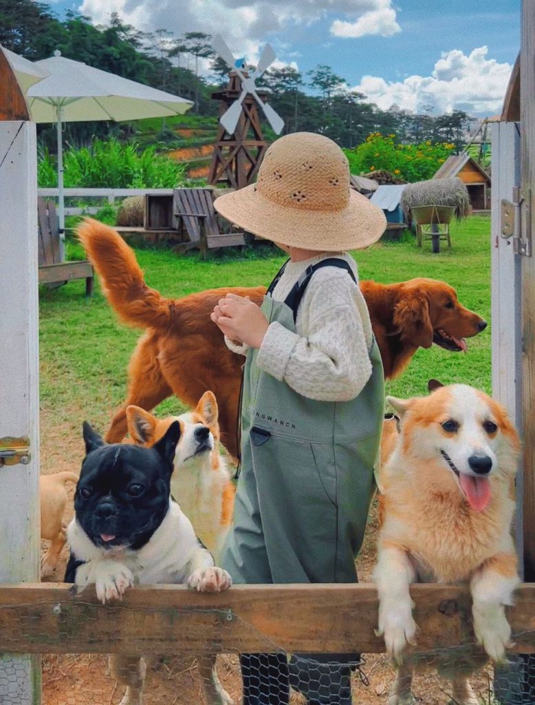 Farm Đậu Đậu là nơi chơi cùng các bé cún