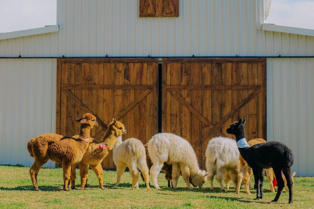 Top nông trại cừu Đà Lạt cực đáng yêu và dễ thương