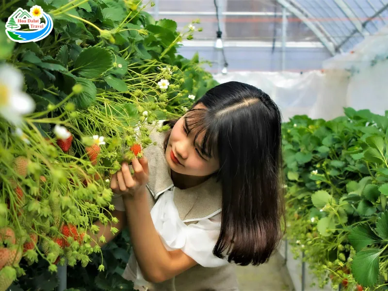 Nông sản Đà Lạt Seonfarm