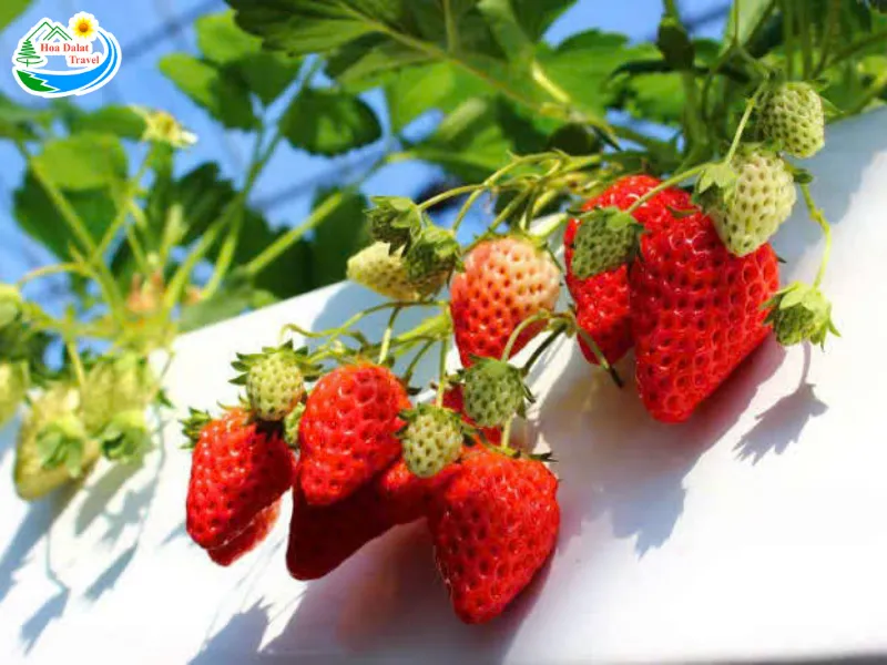 Nông sản sạch Seonfarm
