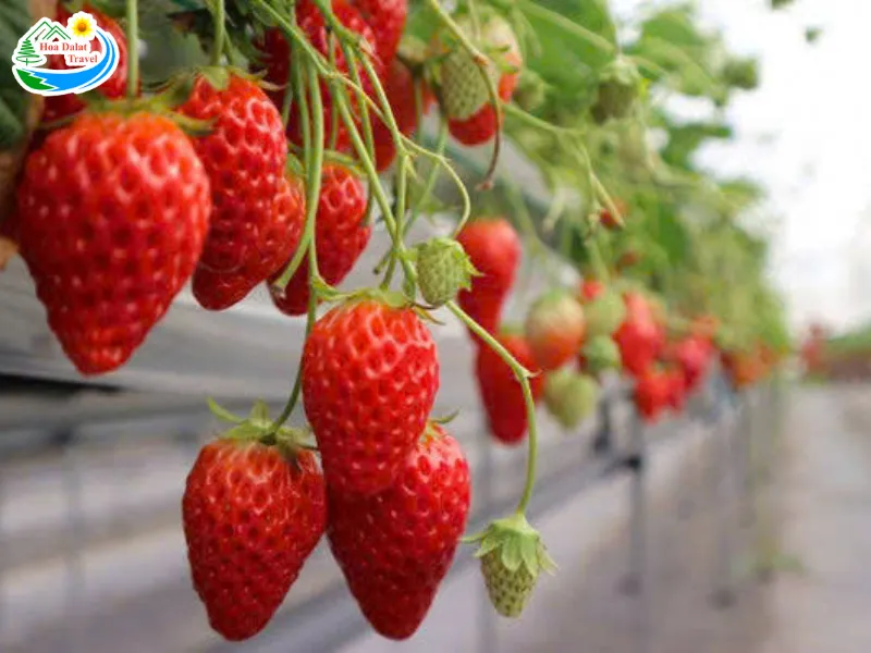Seonfarm Dalat