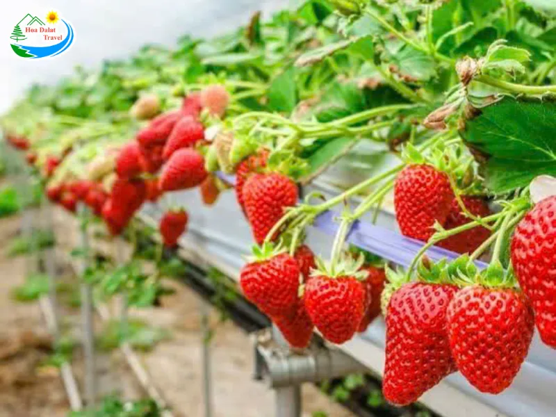 Seonfarm ở Đà Lạt